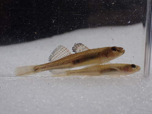 Floating goby (Gymnogobius castaneus) — Gobiidae