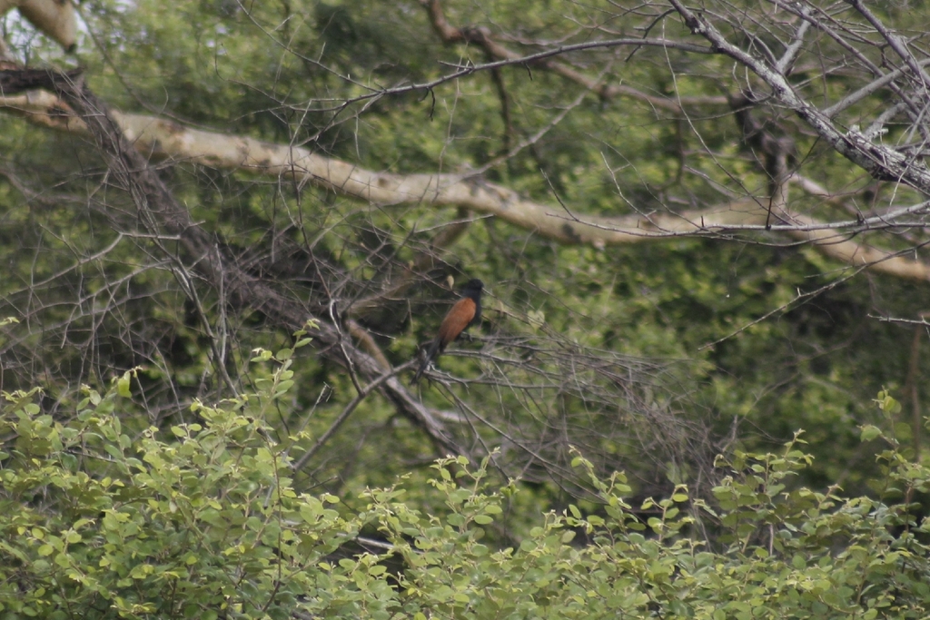 Lesser Coucal (Centropus bengalensis)