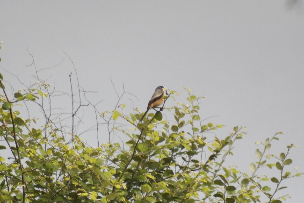 Long-tailed Shrike (Lanius schach)