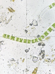 Ulothrix