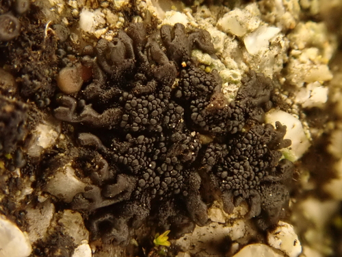 iNaturalist observation photo of Collemataceae