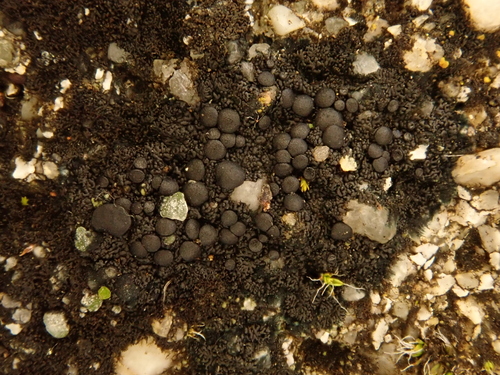 iNaturalist observation photo of Collemataceae