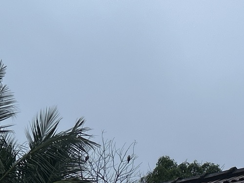 Brahminy Kite