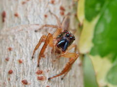 Artabrus aurantipilosus