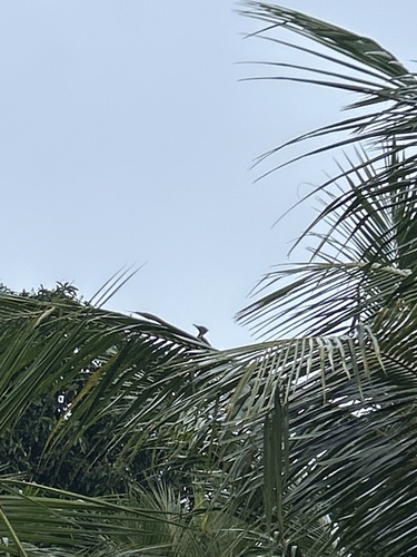 Black-rumped Flameback