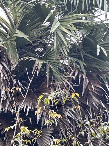 Loten's Sunbird