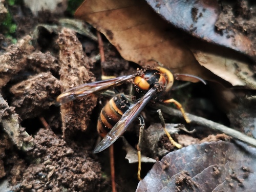 Yellow-legged Hornet