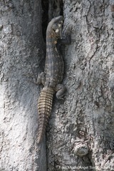 Ctenosaura clarki