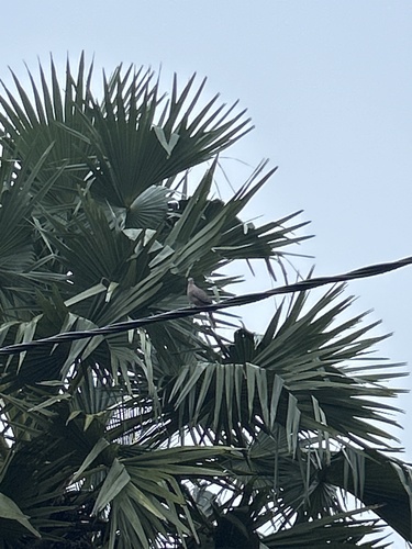 Spotted Dove