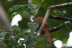 Harpactes duvaucelii