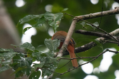 Harpactes duvaucelii