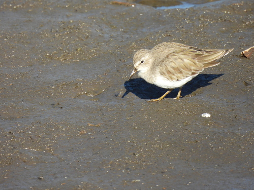 Temminck's Stint (Calidris temminckii)