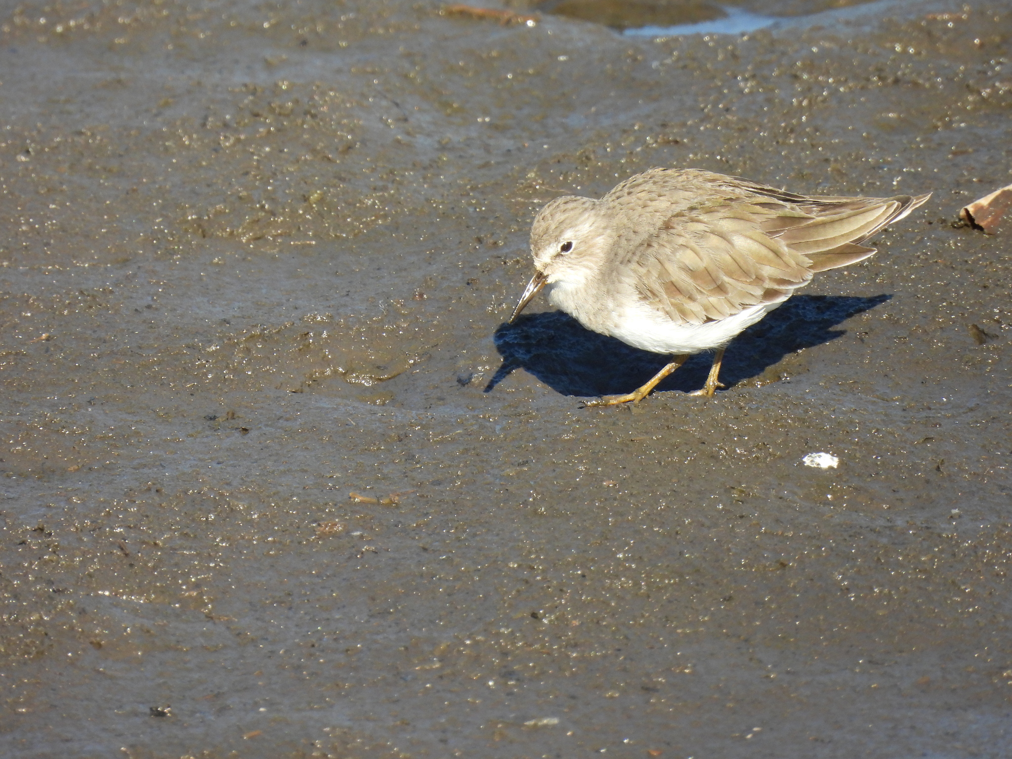 Temminck's Stint (Calidris temminckii), photo 1