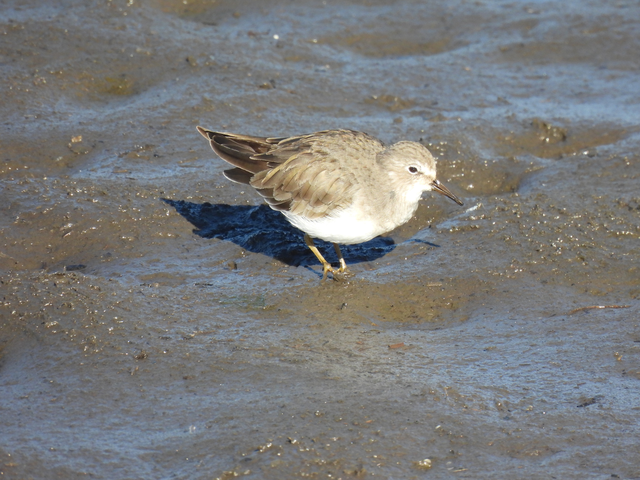Temminck's Stint (Calidris temminckii), photo 2