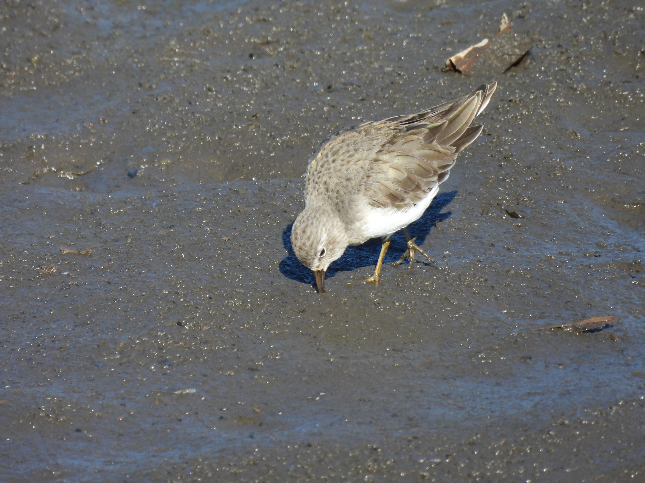 Temminck's Stint (Calidris temminckii), photo 3
