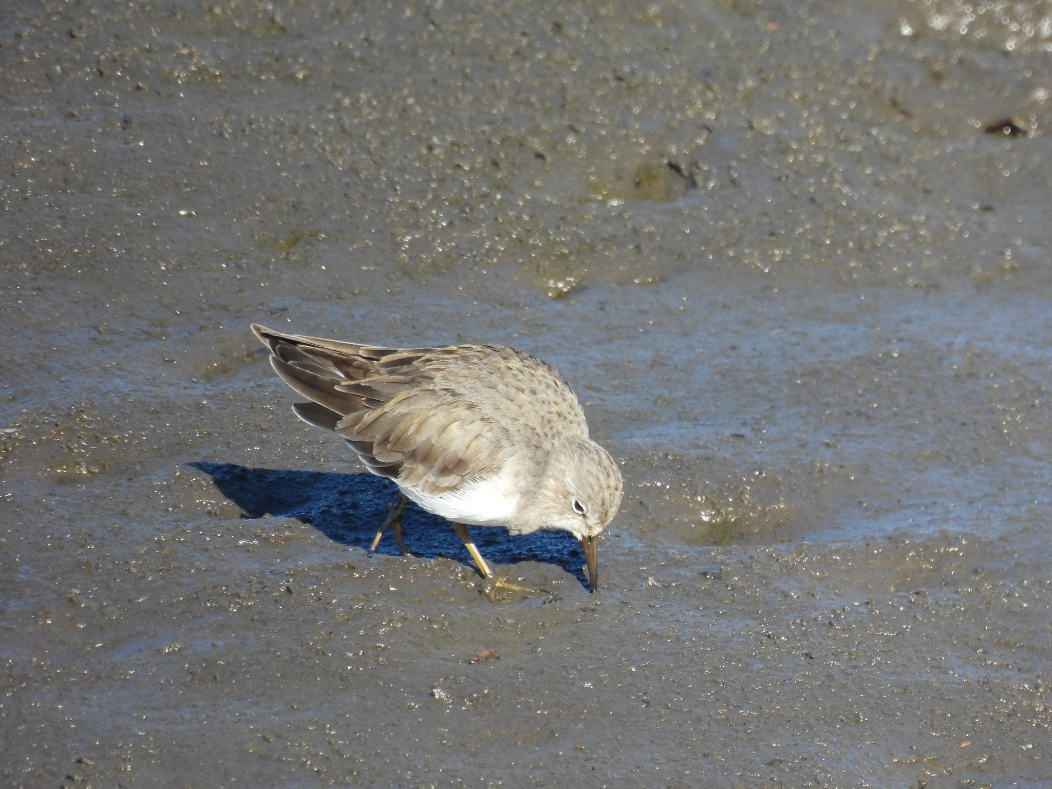 Temminck's Stint (Calidris temminckii), photo 4