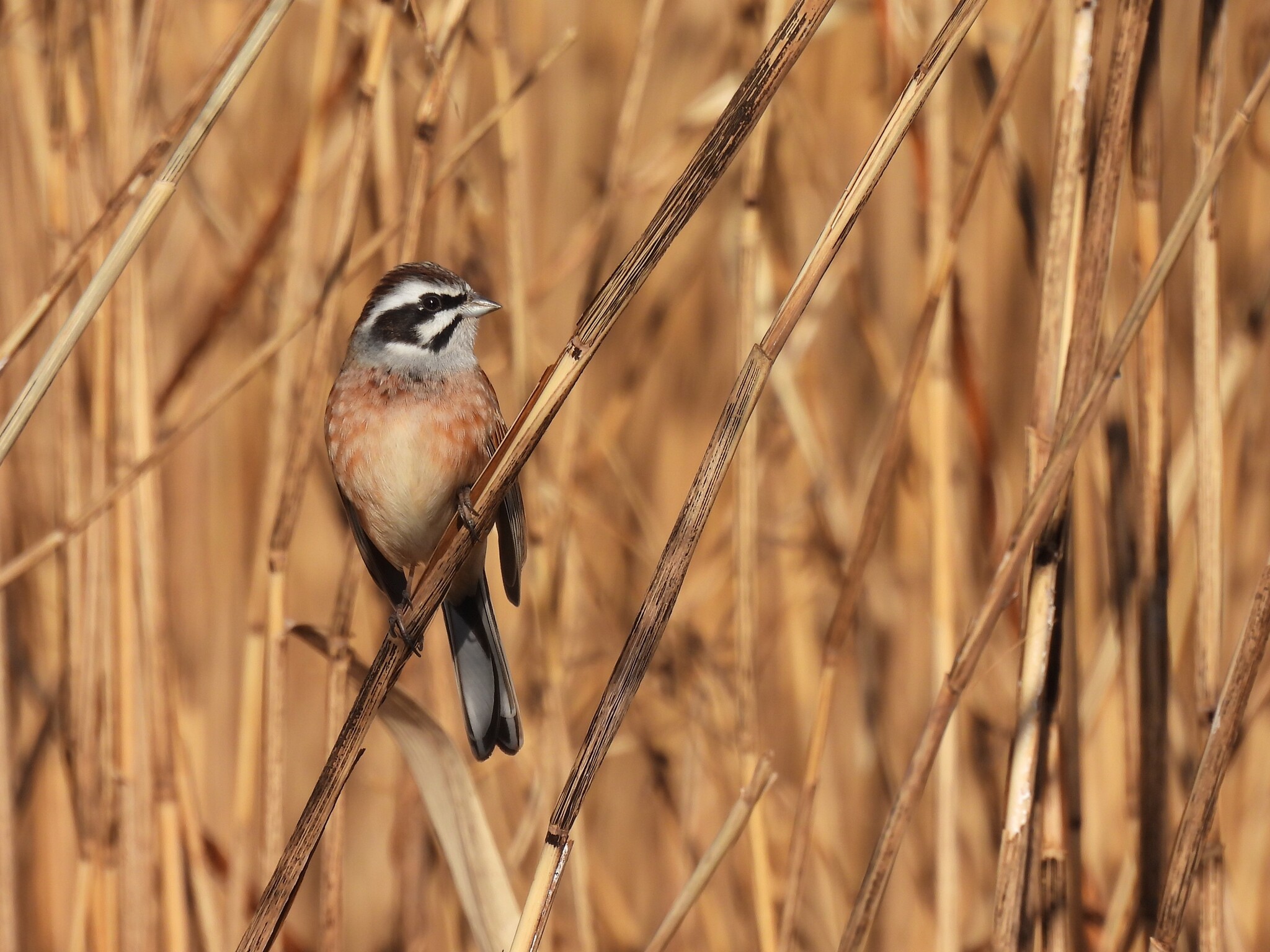 Meadow Bunting (Emberiza cioides), photo 7
