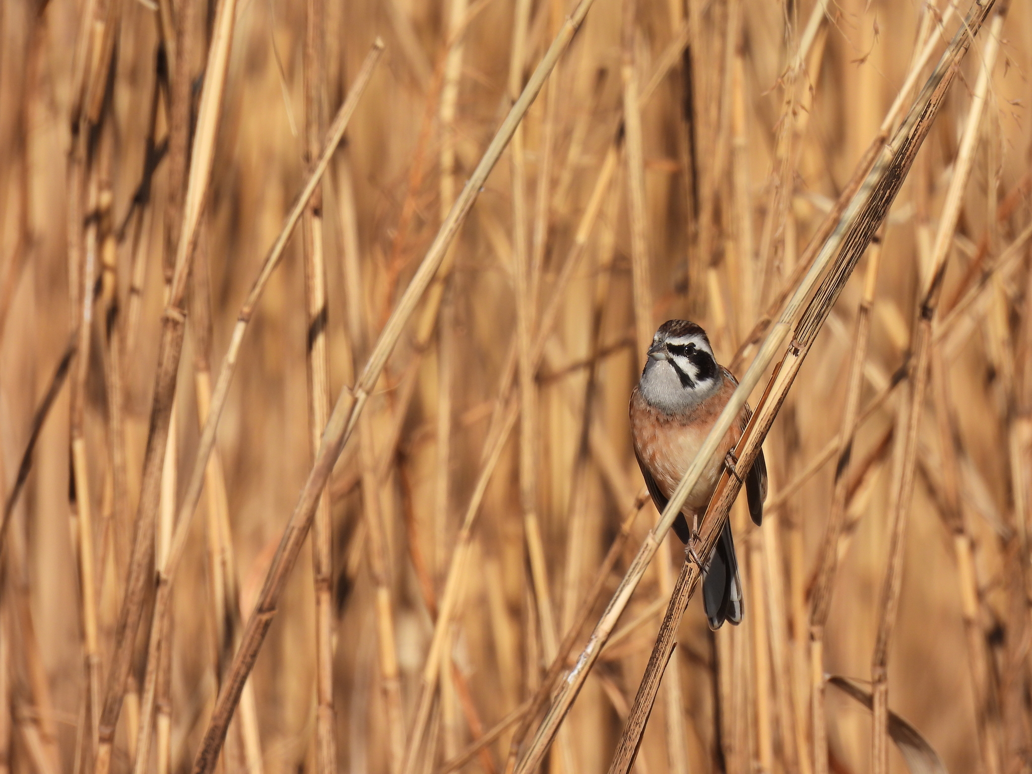 Meadow Bunting (Emberiza cioides), photo 8