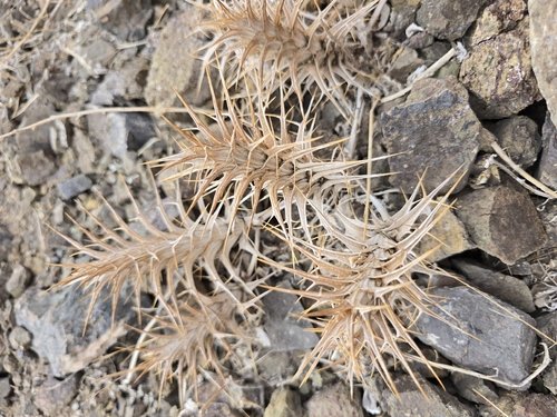 eyelash plant (Blepharis ciliaris)