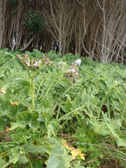 Sonchus grandifolius