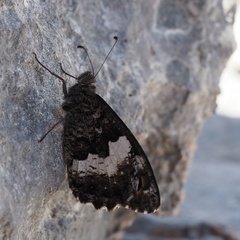 Hipparchia neomiris