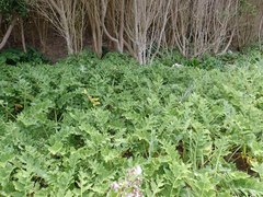 Sonchus grandifolius