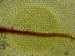 Plagiomnium drummondii