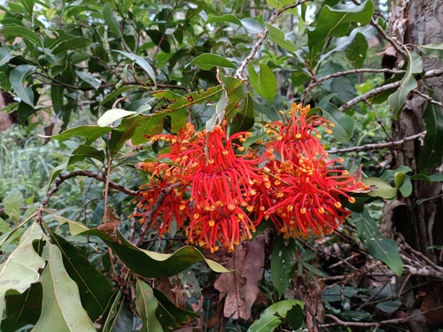 Stenocarpus sinuatus