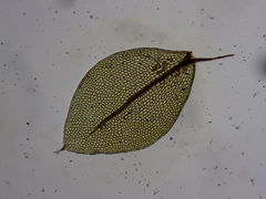 Plagiomnium drummondii