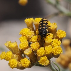 Acmaeodera quadrifasciata prunneri