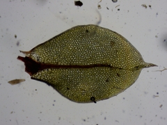 Plagiomnium drummondii