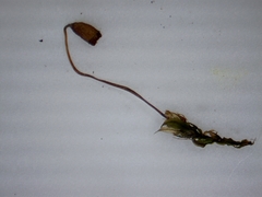 Plagiomnium drummondii