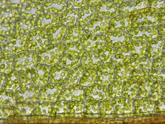 Plagiomnium drummondii