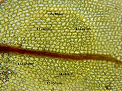 Plagiomnium drummondii