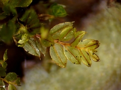 Plagiomnium drummondii