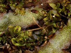 Plagiomnium drummondii