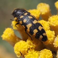 Acmaeodera quadrifasciata prunneri