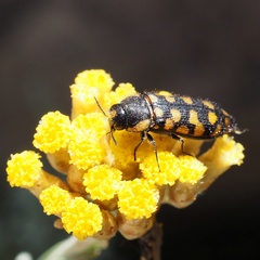 Acmaeodera quadrifasciata prunneri