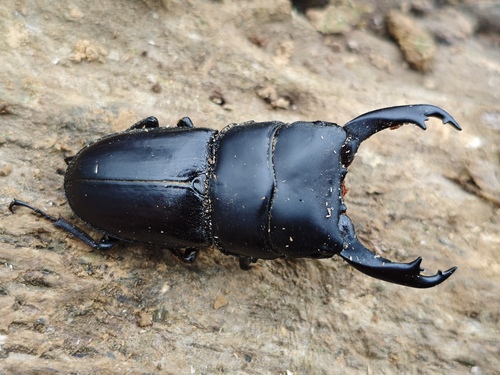 Dorcus hirticornis
