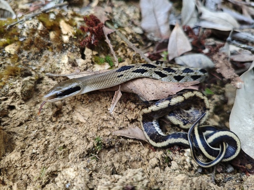 Yunnan Beauty Snake