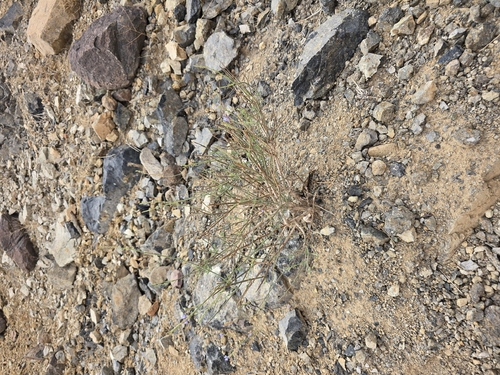 Lavandula pubescens (Lavandula pubescens)