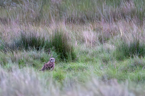 iNaturalist: (c) Maximilian Be, some rights reserved (CC BY-NC), uploaded by Maximilian Be iNaturalist image