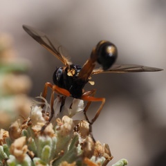 Physocephala vittata