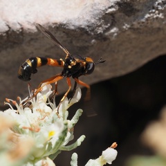 Physocephala vittata
