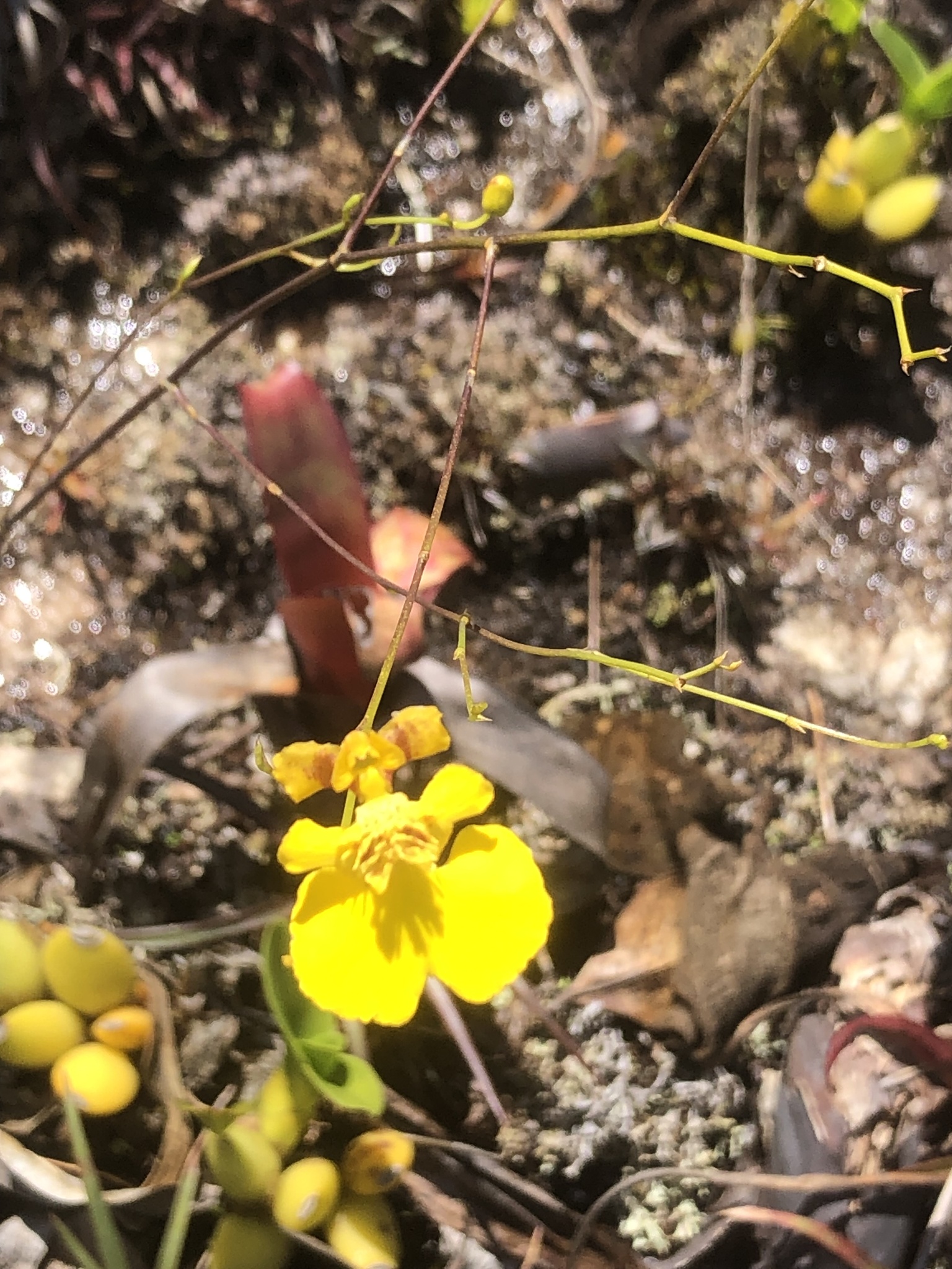 Gomesa vasconcelosiana