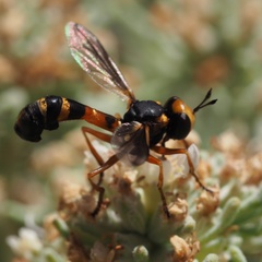 Physocephala vittata