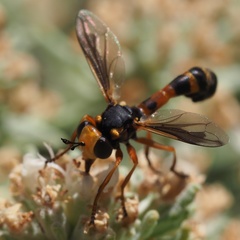 Physocephala vittata