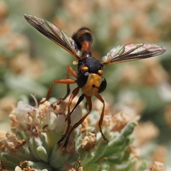 Physocephala vittata