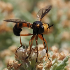 Physocephala vittata
