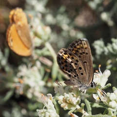 Plebejus bellieri